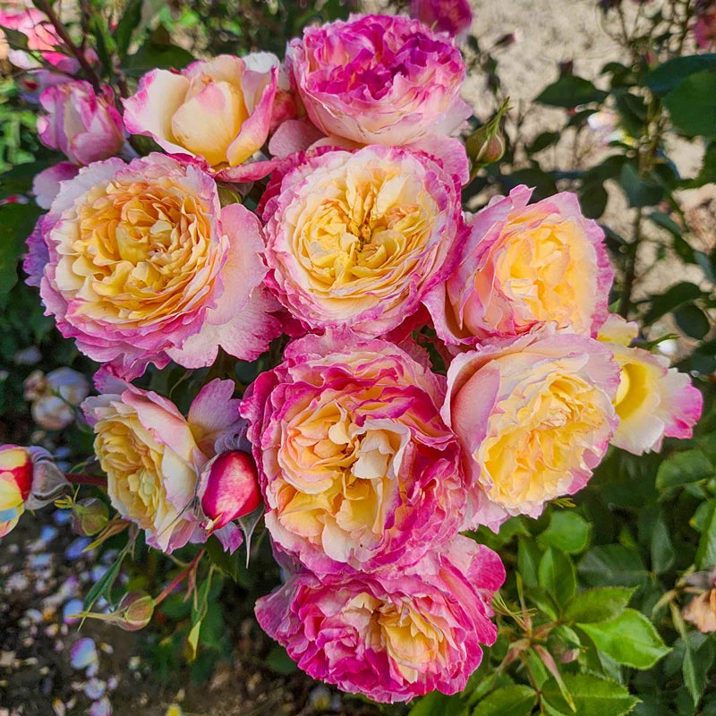 Rose Tree Living the Dream - 36" - 7 Gallon - #32597