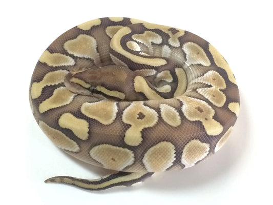 Butter Ball Python