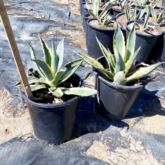 Century Plant Agave - 5 Gallon - #20285