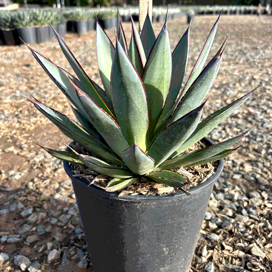 Blue Glow Agave - 2 Gallon - #32804