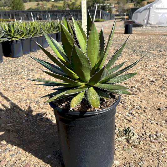 Horrida Agave - 5 Gallon - #32805