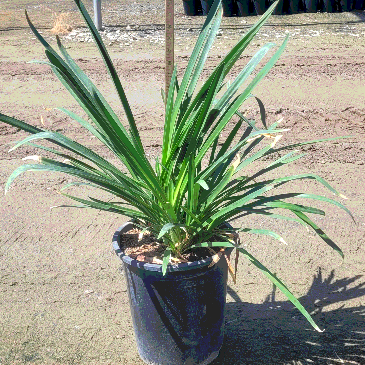 Blue Lily of the Nile - 5 Gallon - #20331