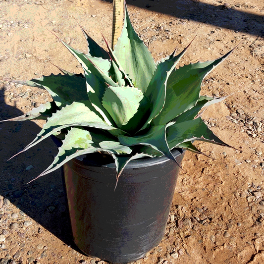 Whale's Tongue Agave - 5 Gallon - #19393