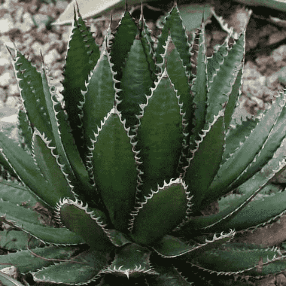 Horrida Agave - 5 Gallon - #32805