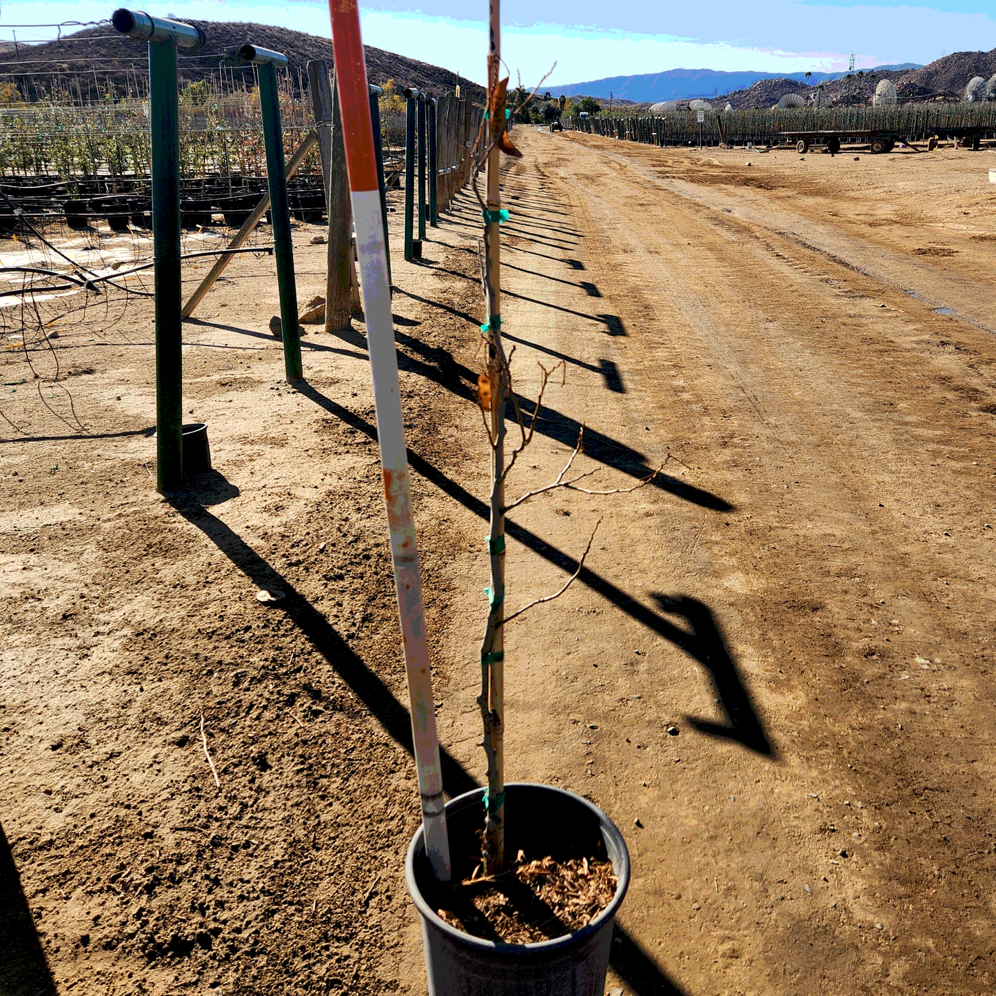 Mimosa Tree - 5 Gallon - #26730