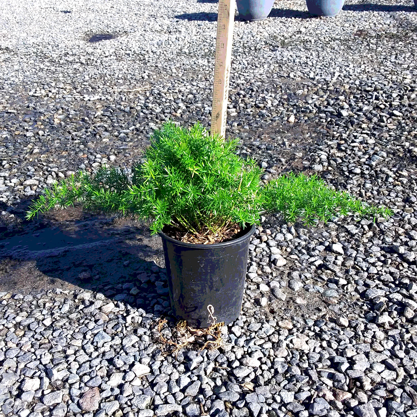 Sprenger's Asparagus Fern  - 1 Gallon - #27382