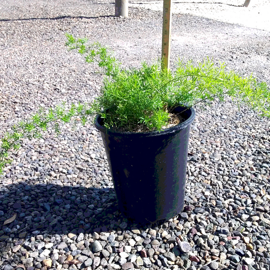 Sprenger's Asparagus Fern - 5 Gallon - #11643