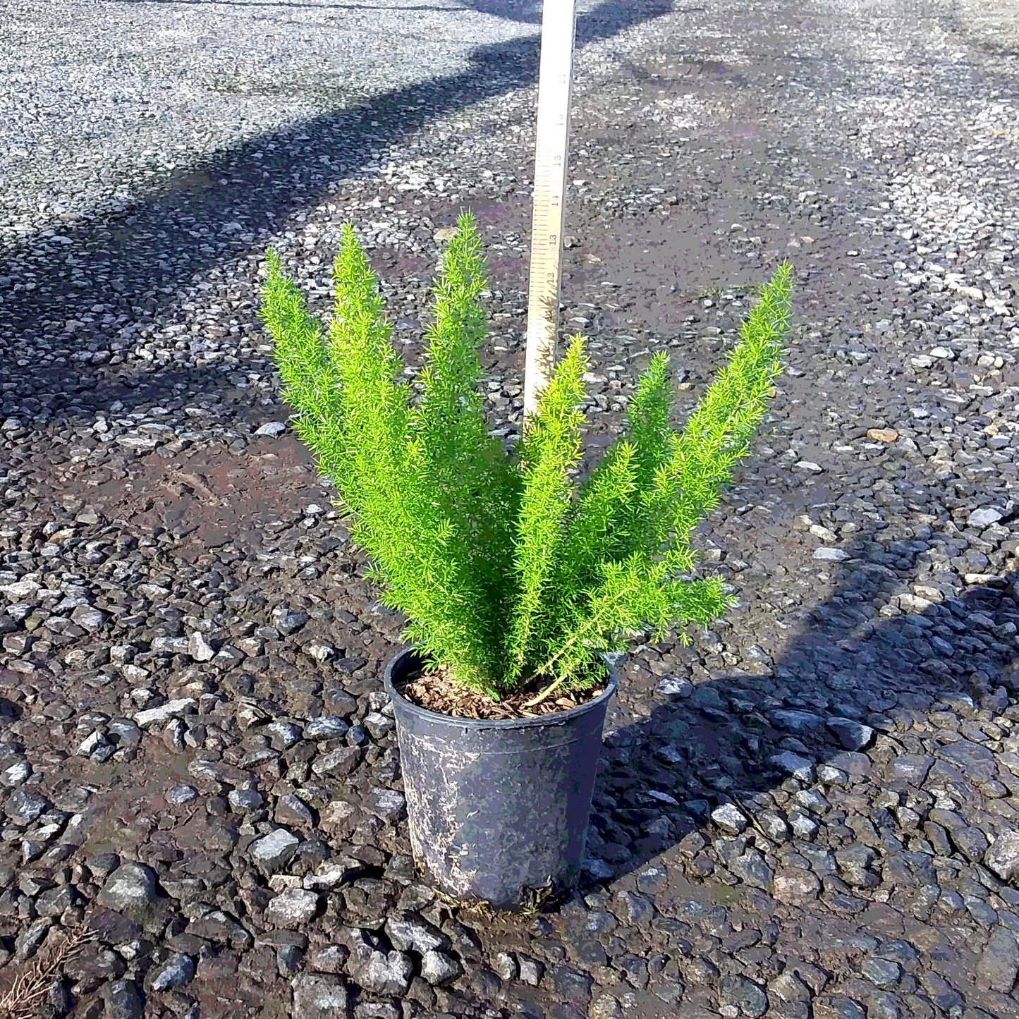 Myers Asparagus Foxtail Fern - 1 Gallon - #6304