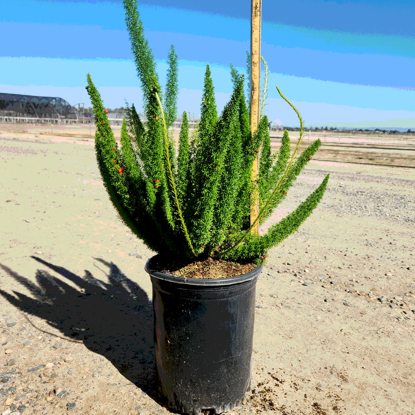 Fern 'Asparagus Sprenger' - 5 Gallon - #11643