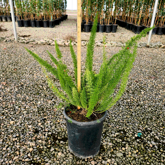 Myers Foxtail Fern - 5 Gallon - #3709