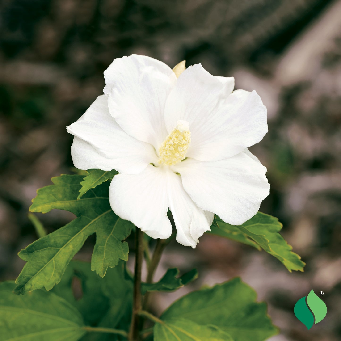 Hibiscus 'Diana Rose of Sharon' - 5 Gallon - #30122