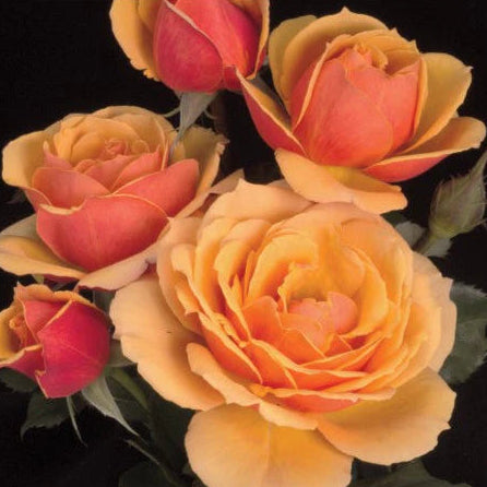 Rose About Face - Grandiflora - TNP - #29760