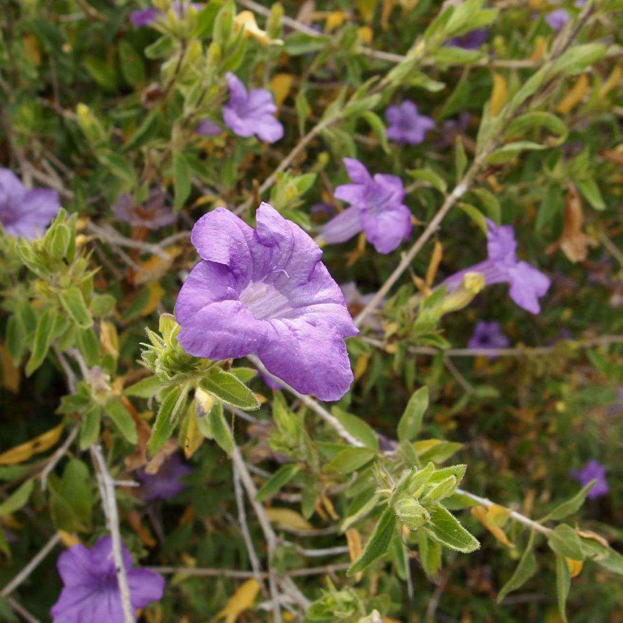Ruellia 'Baja' Mexican Petunia - 5 Gallon - #1391