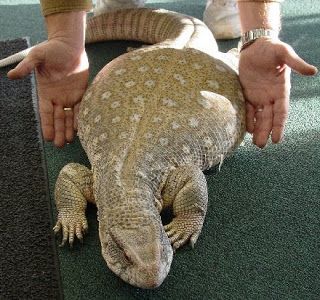 Savannah Monitor - #30441