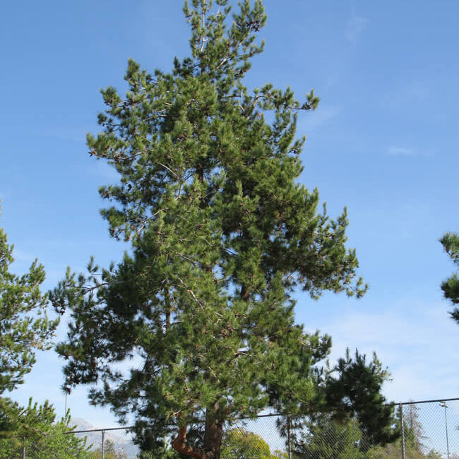Pine 'Afghan' - 5 Gallon - #12938