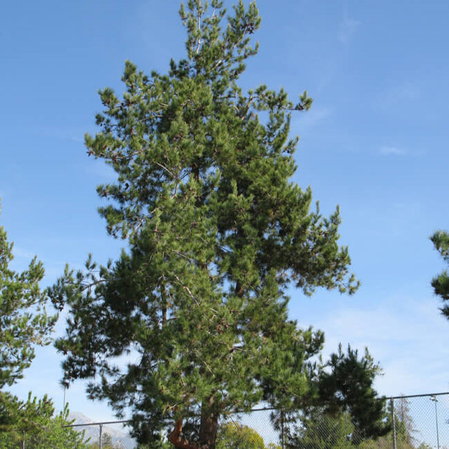 Pine 'Afghan' - 15 Gallon - #9481