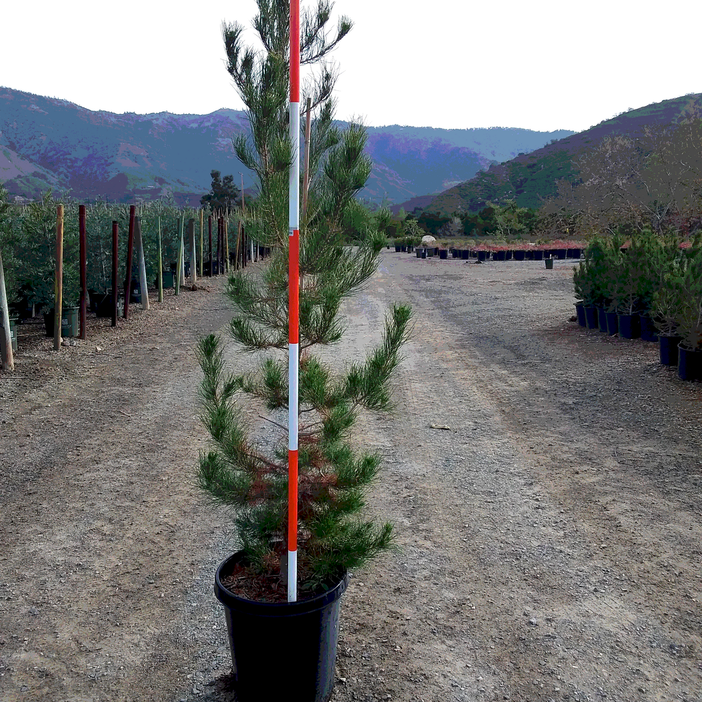 Pine 'Afghan' - 15 Gallon - #9481