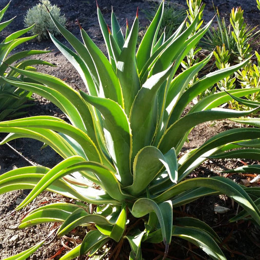 Agave 'Variegated Smooth' - 1 Gallon - #31600
