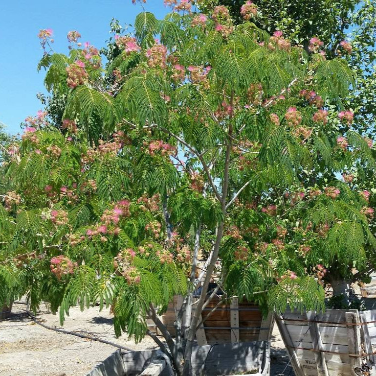 Mimosa Tree - 5 Gallon - #26730
