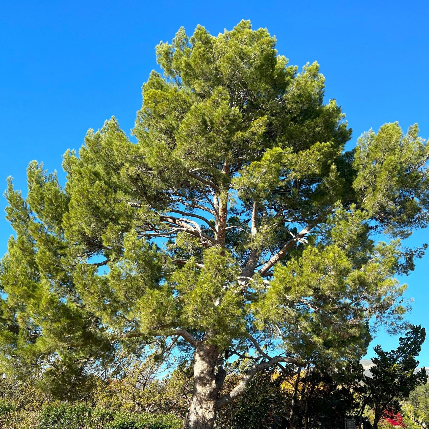 Pine 'Aleppo' - 5 Gallon - #20654