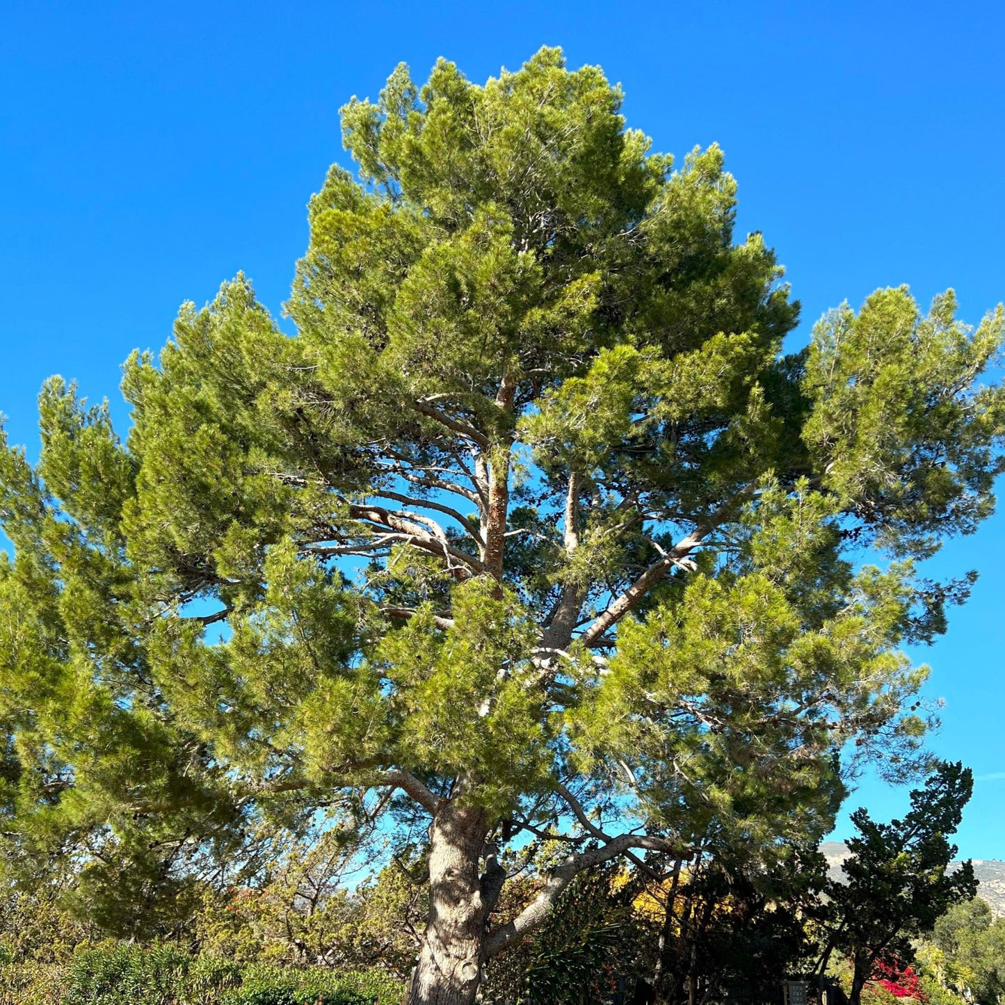 Pine Aleppo - 15 Gallon - #26043
