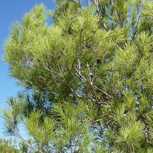 Pine Aleppo 24" Bag - #30055