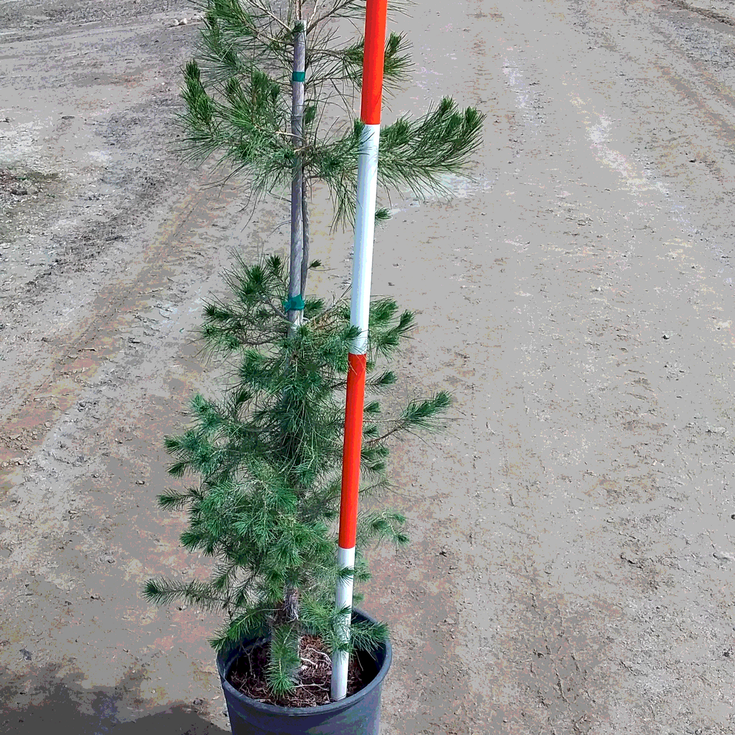 Pine 'Aleppo' - 5 Gallon - #20654