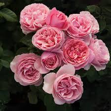 Rose All Dressed Up - Grandiflora - TNP