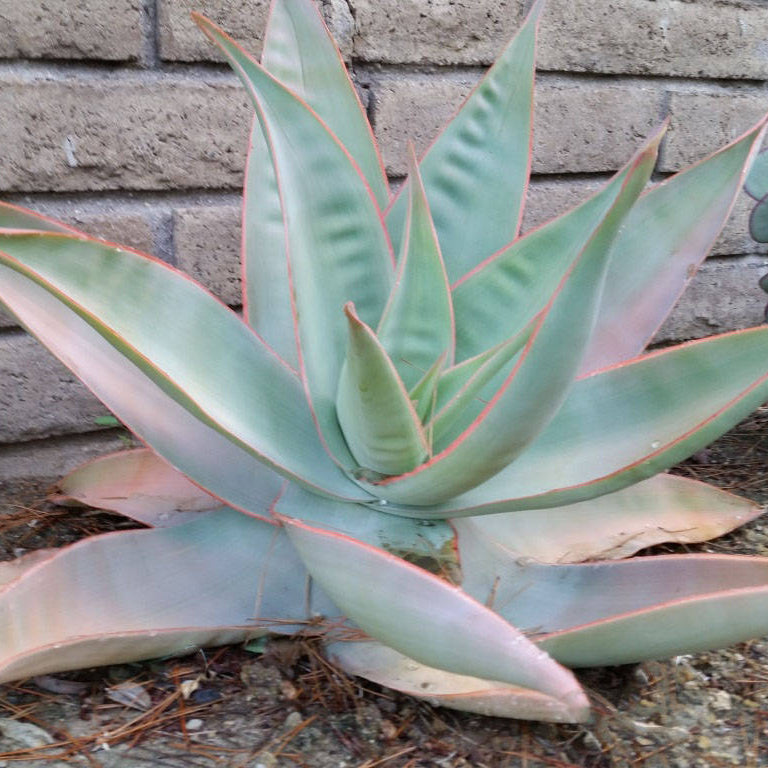 Aloe 'Coral' - 1 Gallon - #32103
