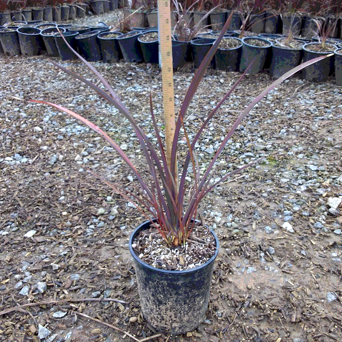 Flax 'Amazing Red' - 1 Gallon - #31150