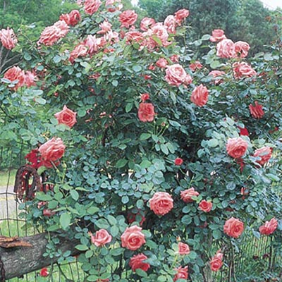 Rose America - Climber - TNP - #27825