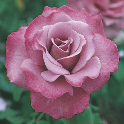 Rose Angel Face - Floribunda - TNP - #27445