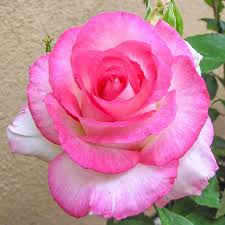 Rose Angelic Veil - Hybrid Tea - TNP - #32635