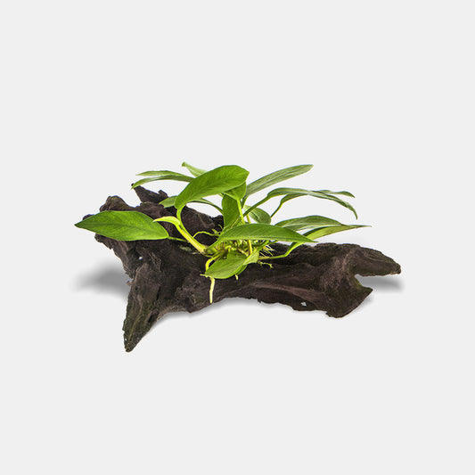 Aquatic Plants Potted in Wood - G&H Goldfish - #32322
