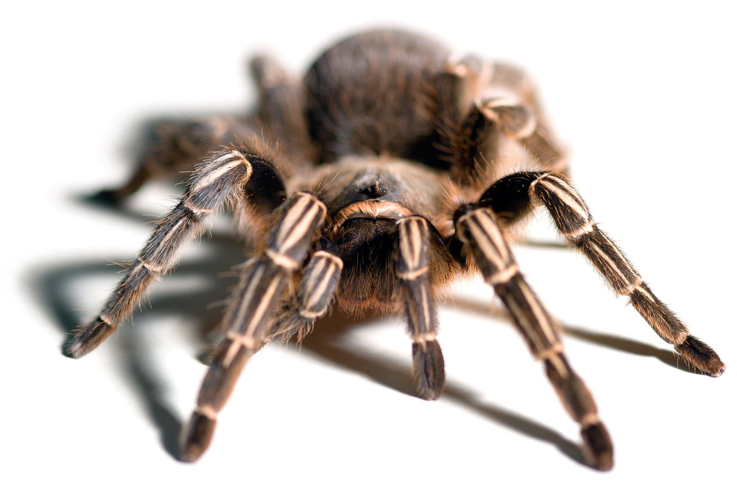 Stripe Knee Tarantula - Adult - #28062