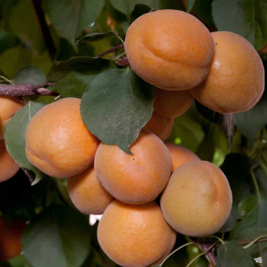 Brittany Gold Apricot - Grow Bag - #