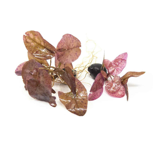 Red Tiger Lotus Lily - 1 Bulb - #31398