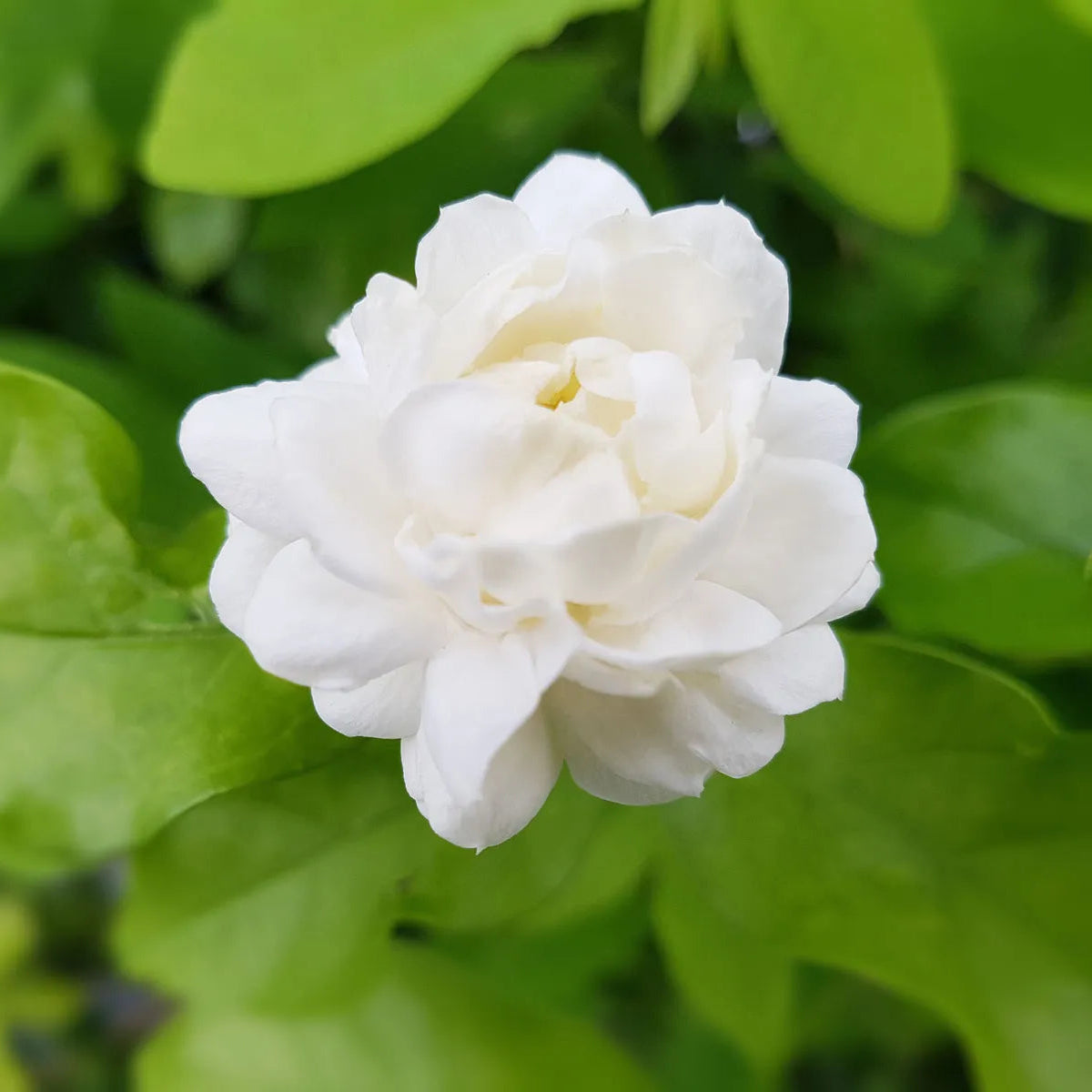 Arabian Jasmine - 3 Gallon - #32877