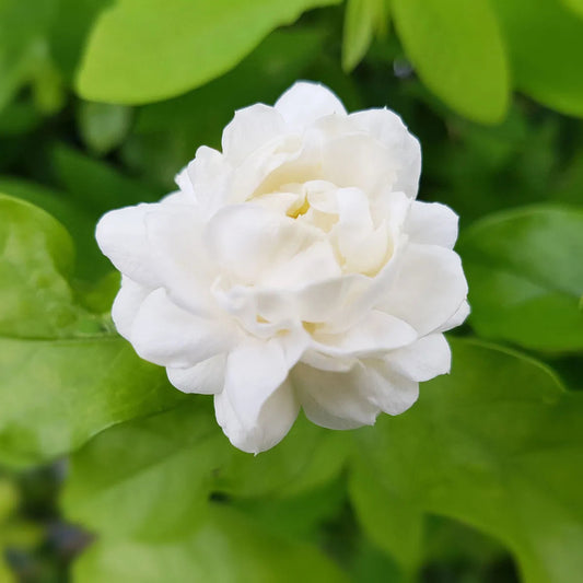 Arabian Jasmine - 3 Gallon - #32877