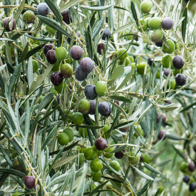 Fruiting Arbequina Olive - Tree Form - 5 Gallon - #24232