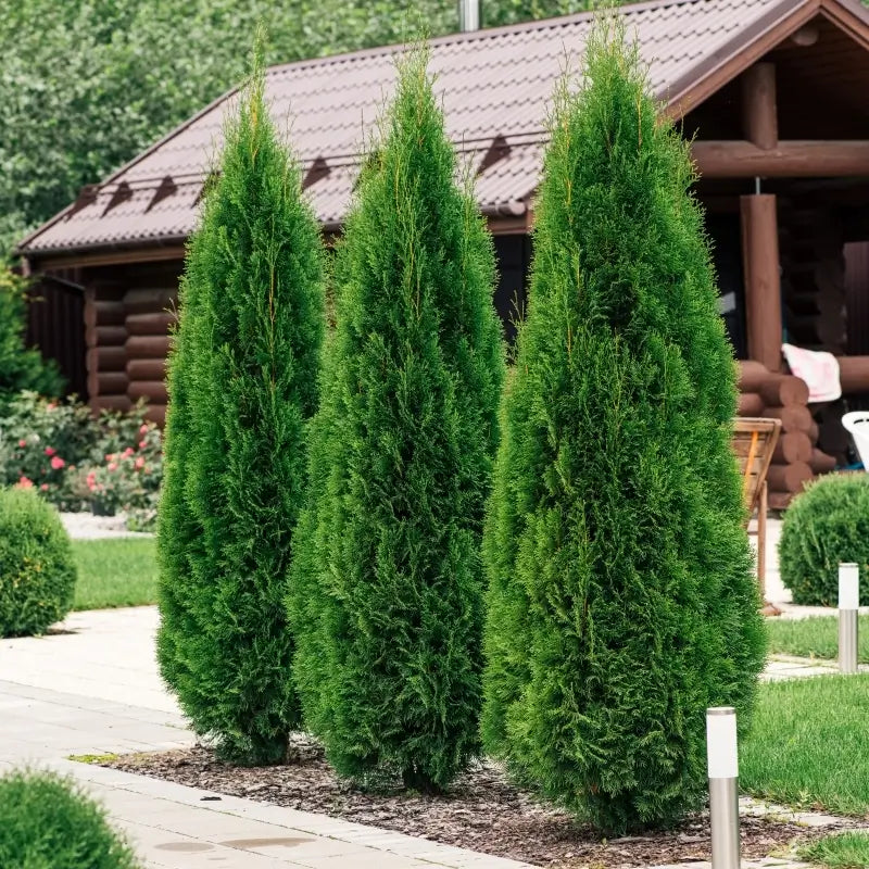 Emerald Green Arborvitae Thuja - 5 Gallon - #20704