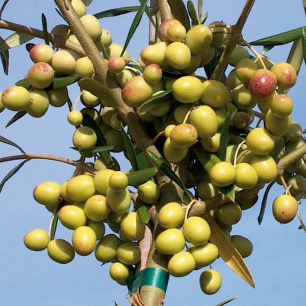 Fruiting Arbosana Olive - 2024 - Grow Bag - #31687