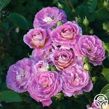 Rose Arctic Blue - Floribunda - TNP - #27444