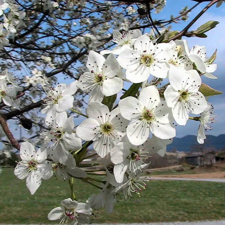Aristocrat Flowering Pear - Grow Bag - #31705