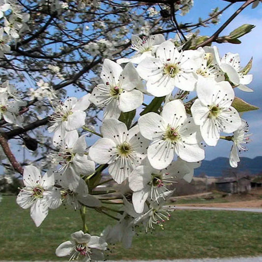 Aristocrat Flowering Pear - Grow Bag - #31705