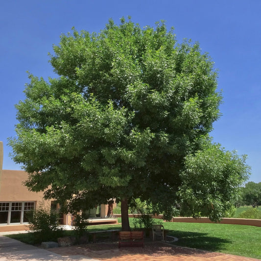Arizona Ash - 15 Gallon - #3479