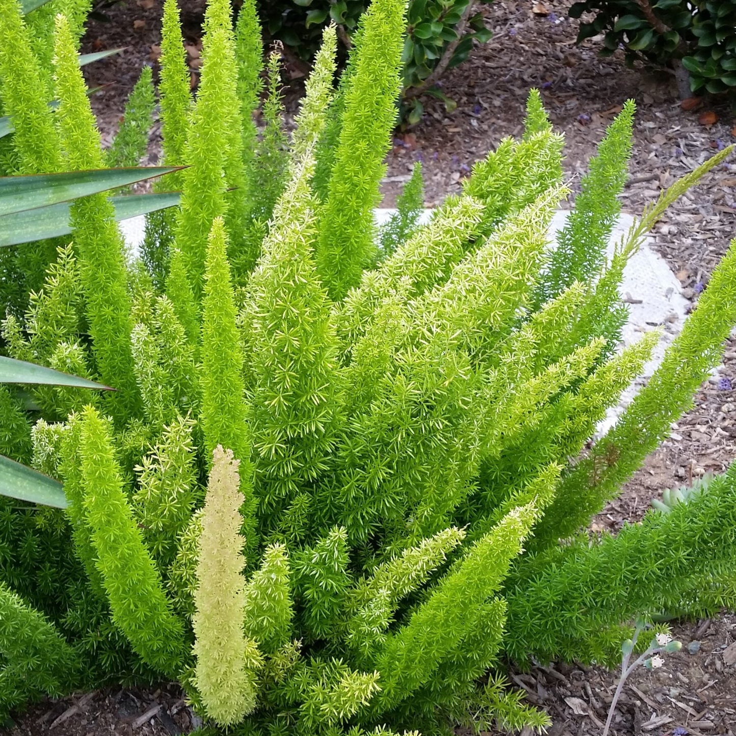 Myers Asparagus Foxtail Fern - 1 Gallon - #6304