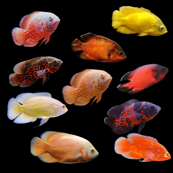 Assorted African and American Cichlids