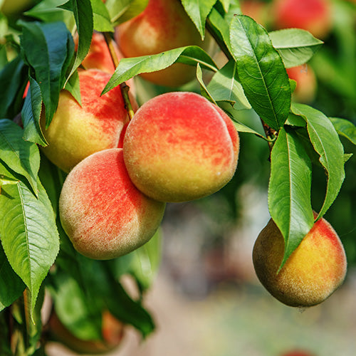 August Pride Peach - Grow Bag - #29756