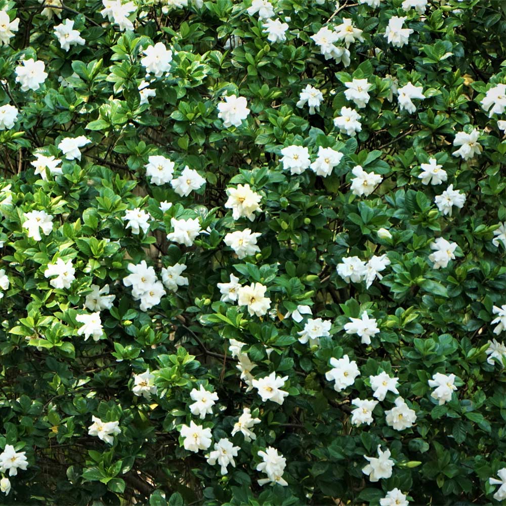 Gardenia 'August Beauty' - 5 Gallon - #19525